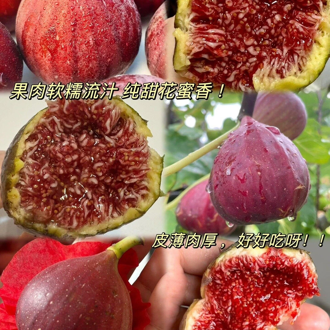 （波姬红）波姬红无花果树苗盆栽阳台庭院果树苗