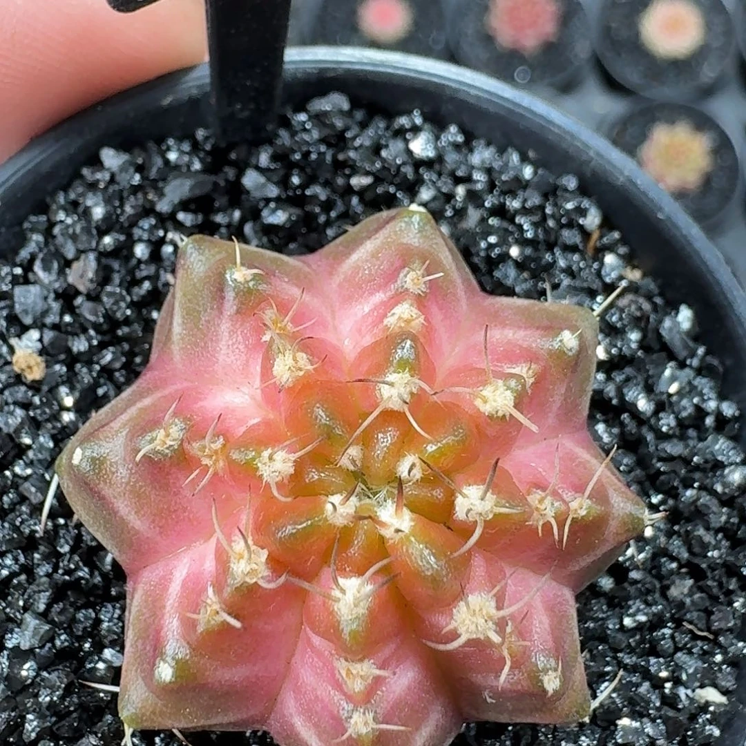 米哈实生自然锦155