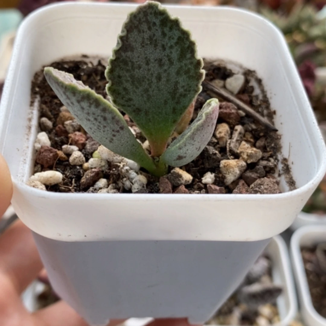 【闪购商品】无花朵娃娃菜
