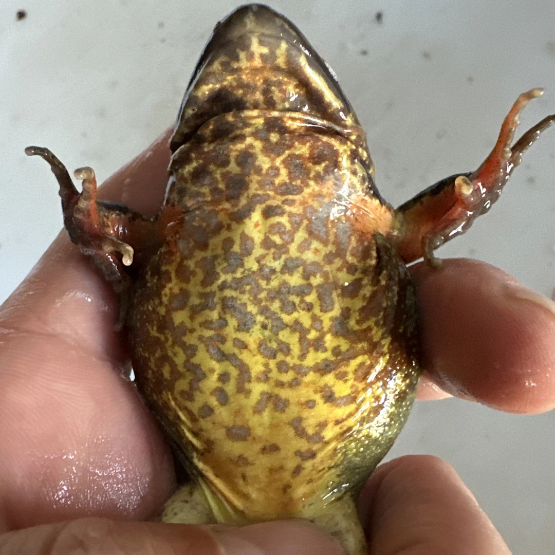 新鲜美味不用东北河鲜母豹子蛤蟆满籽满油还赠东北大酱。满籽母蛙