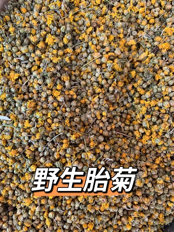 正宗高山野生胎菊野菊花