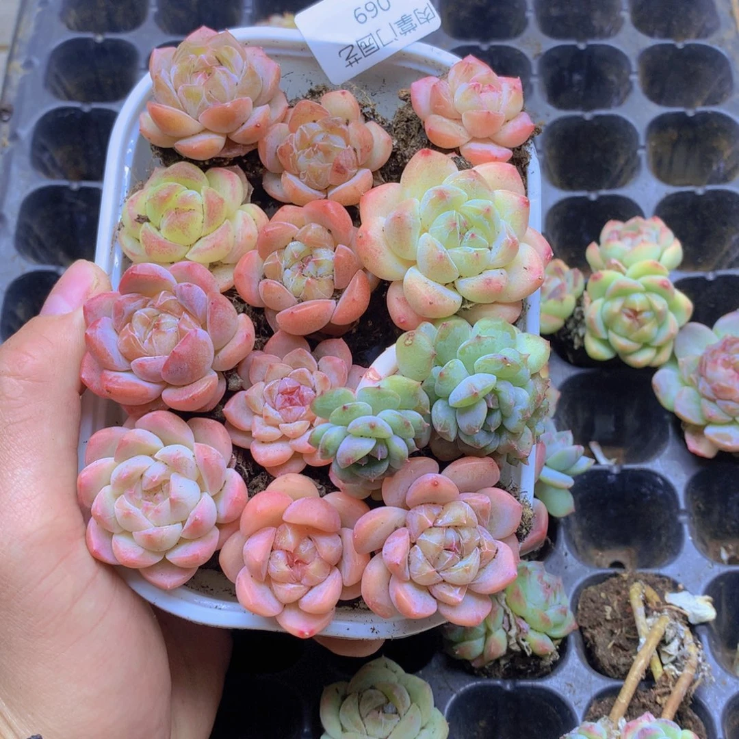 我要去看你了啊我的069