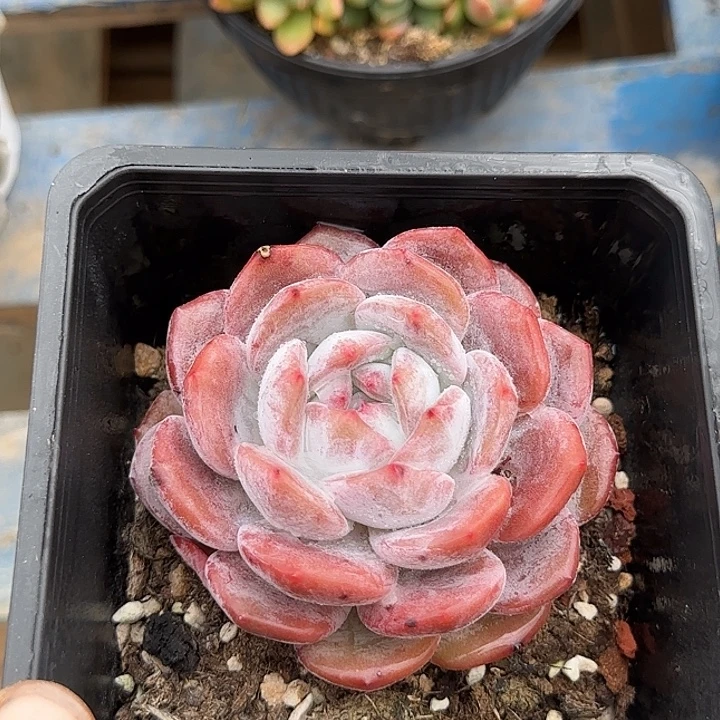 红橙惊鸿一物一拍包装收缩花旱