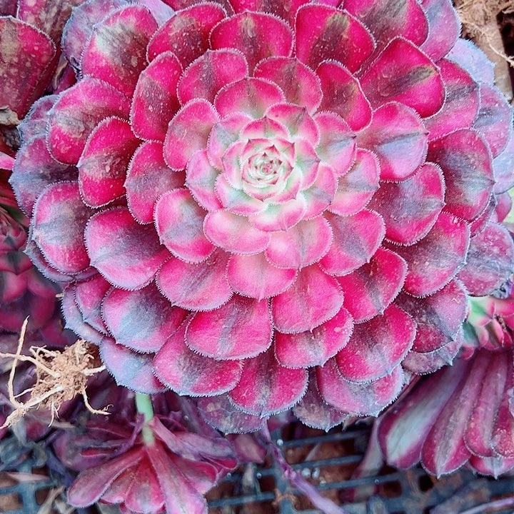 白月光单头多肉植物