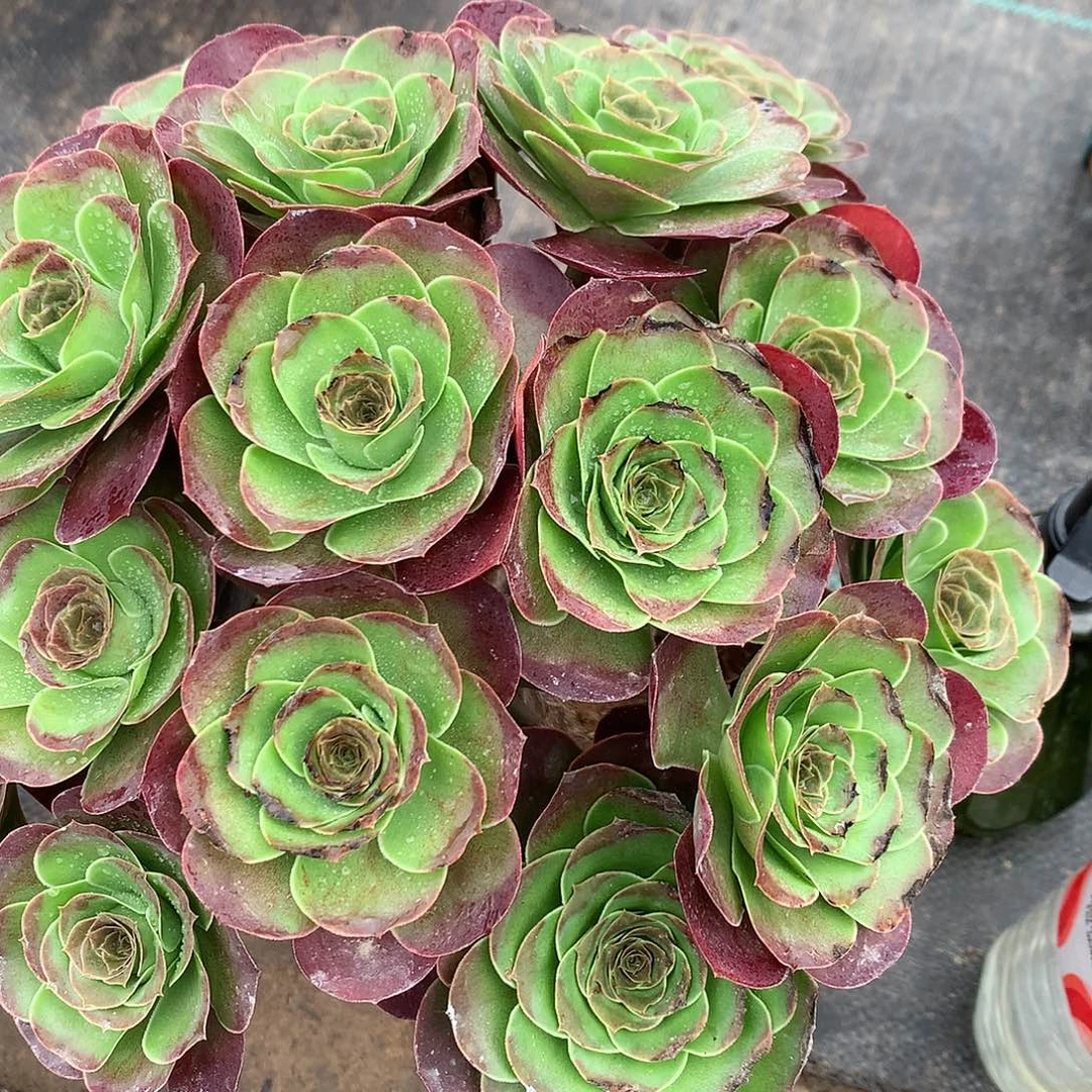 完全开放魅金法师图片植物多肉