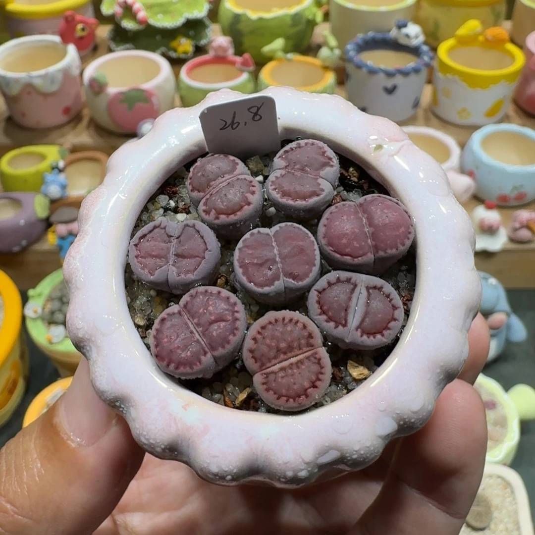 蘑菇1266紫饼彩拼多肉植物