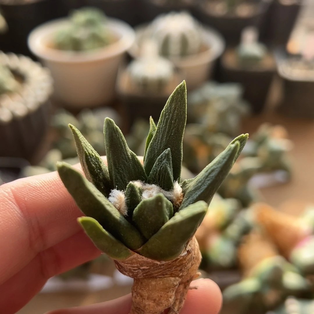 无花朵333实生龙角4.8cm