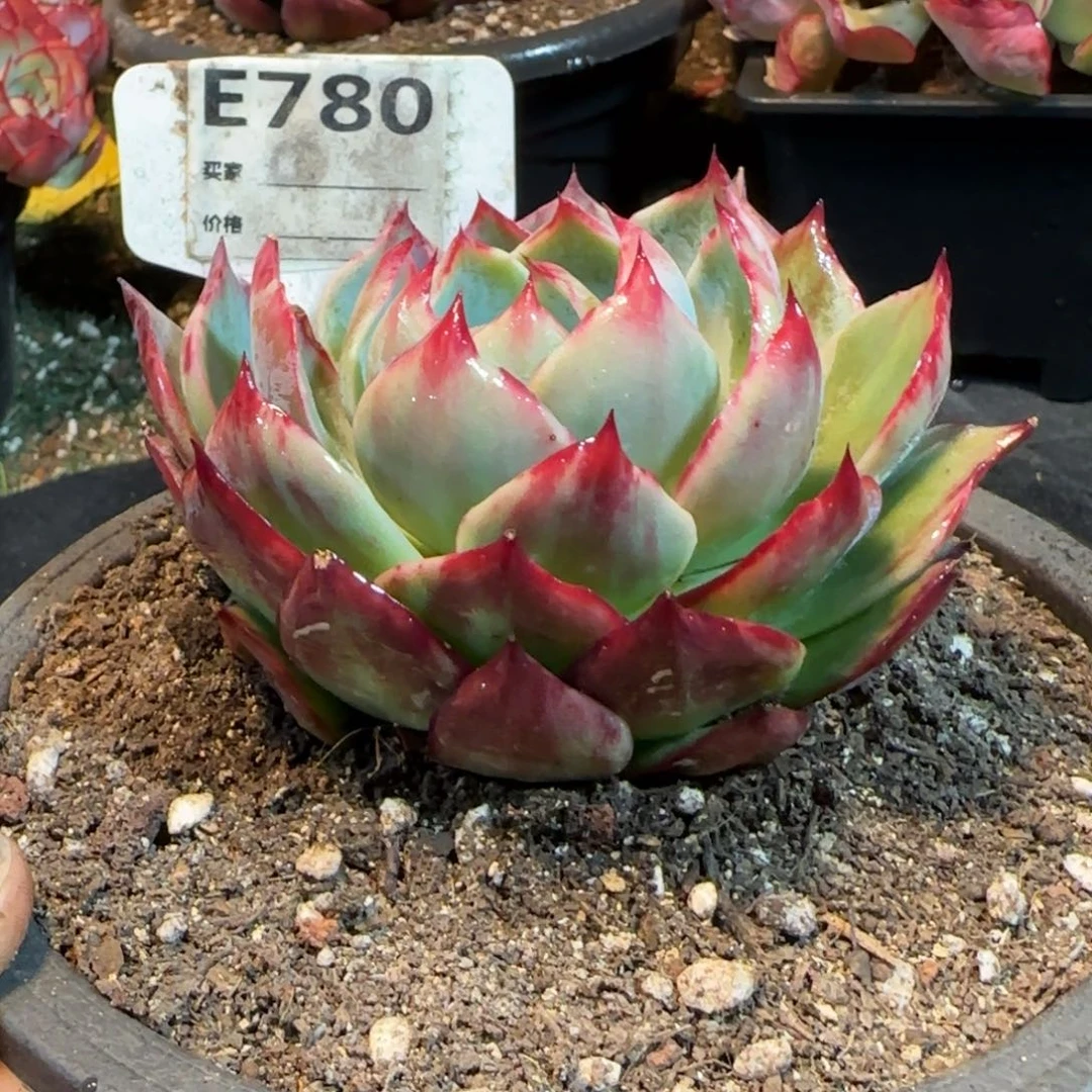 惊鸿一物一拍包装收缩花旱780