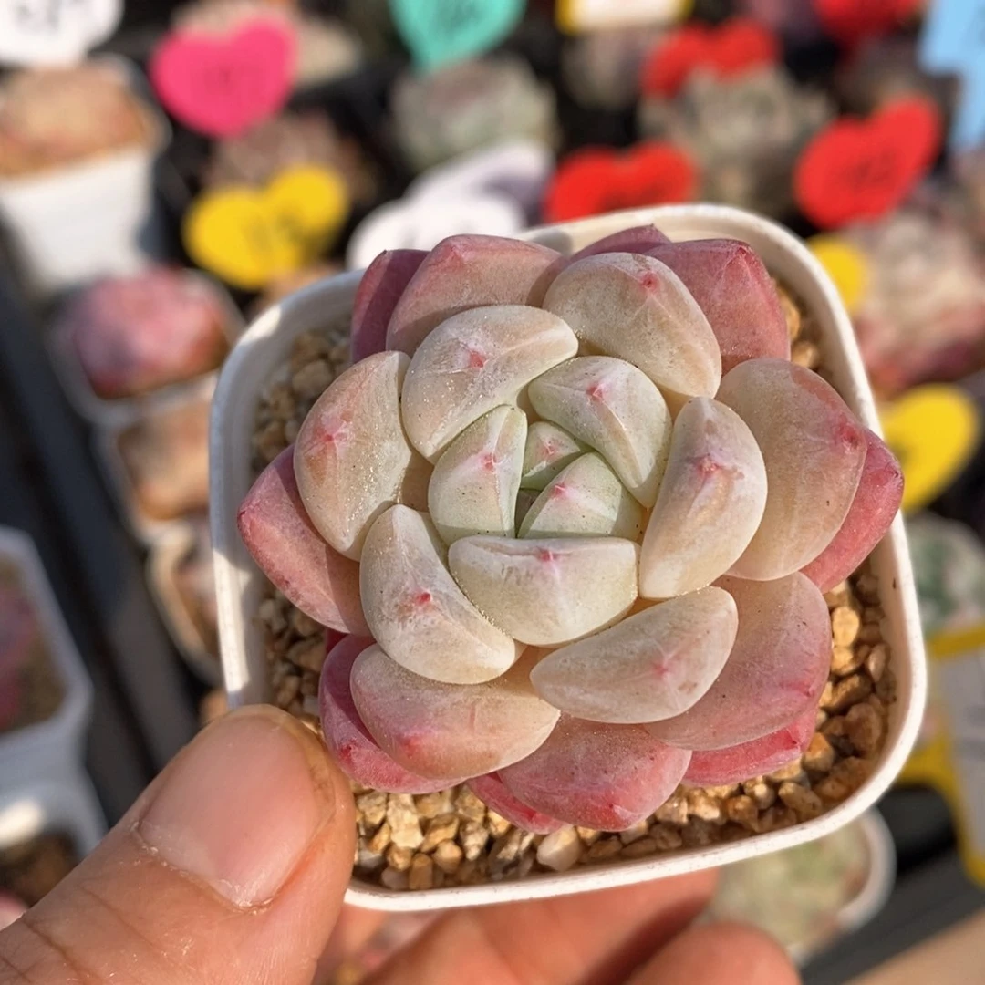 精品多肉一物一拍不包整218