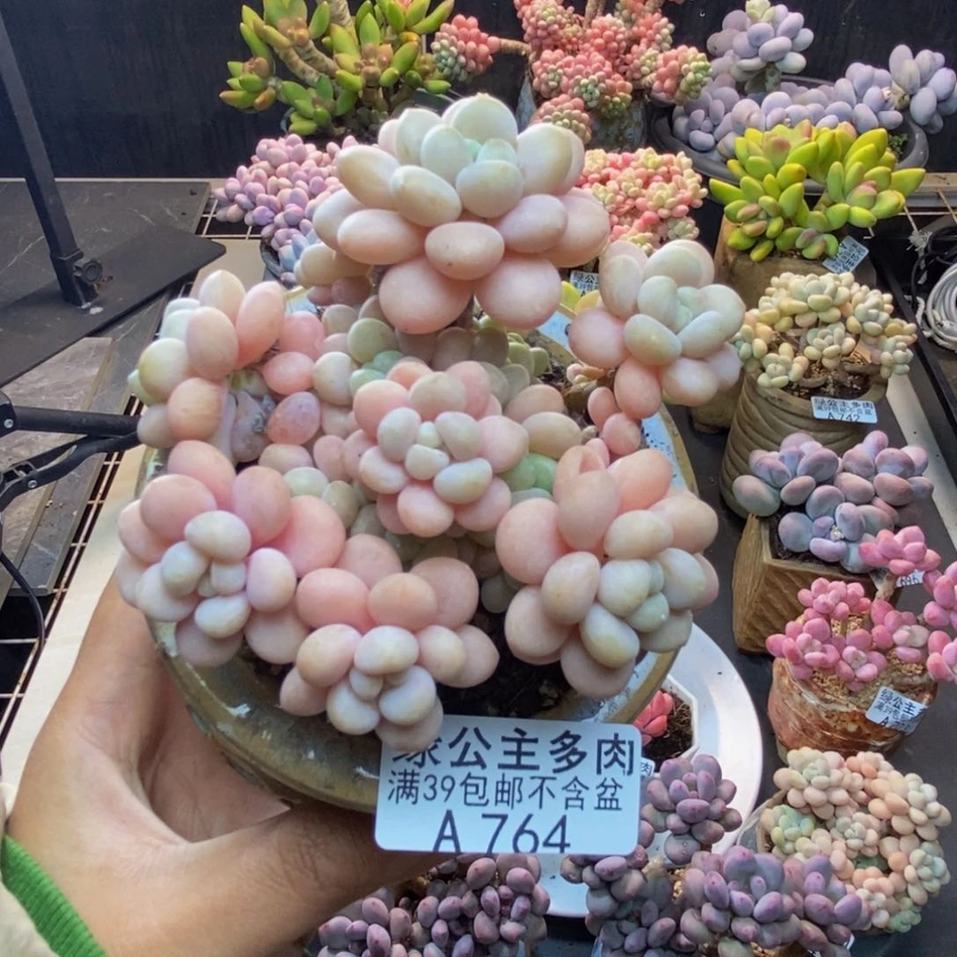764洛可可多肉7c m