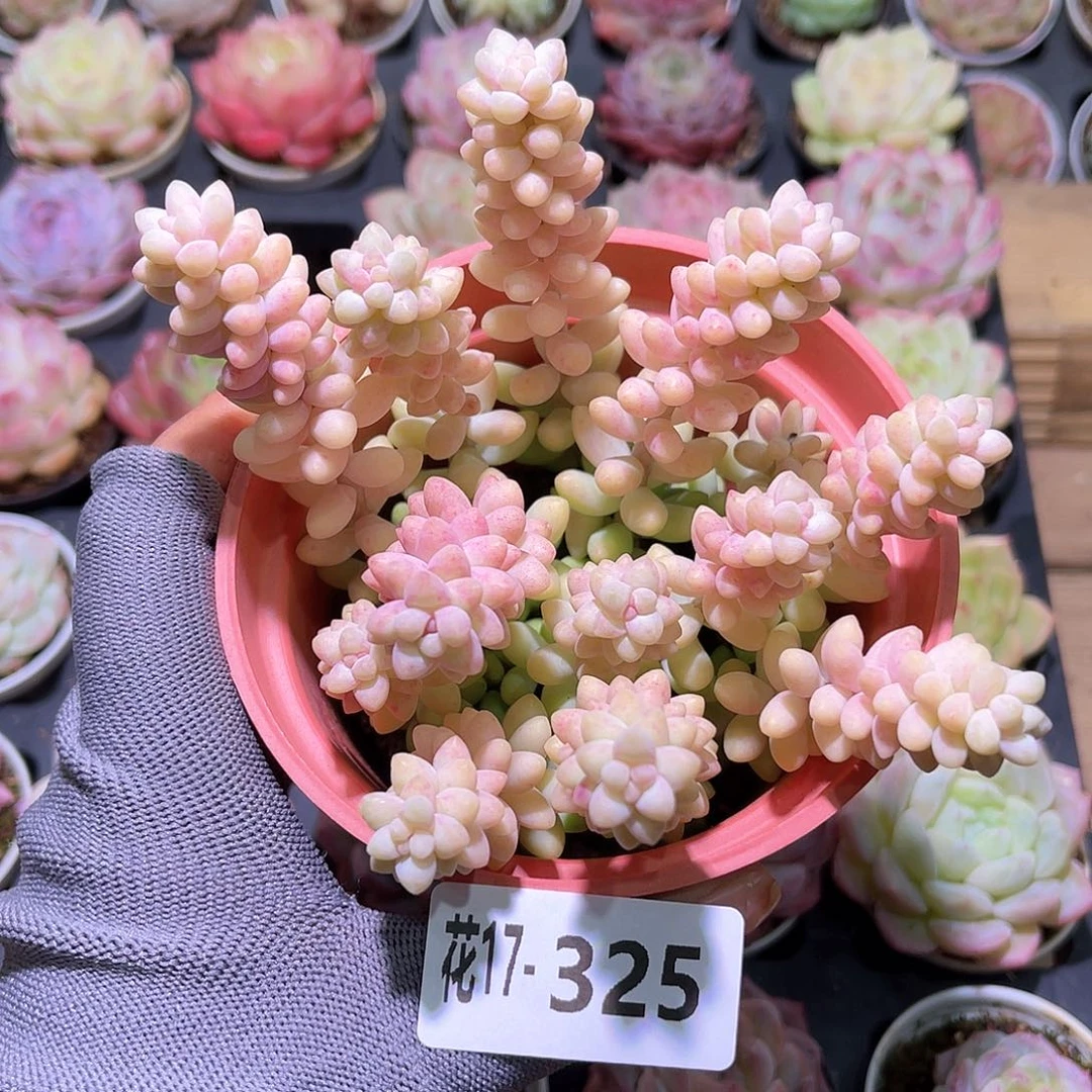 花17-325玉坠含盆土