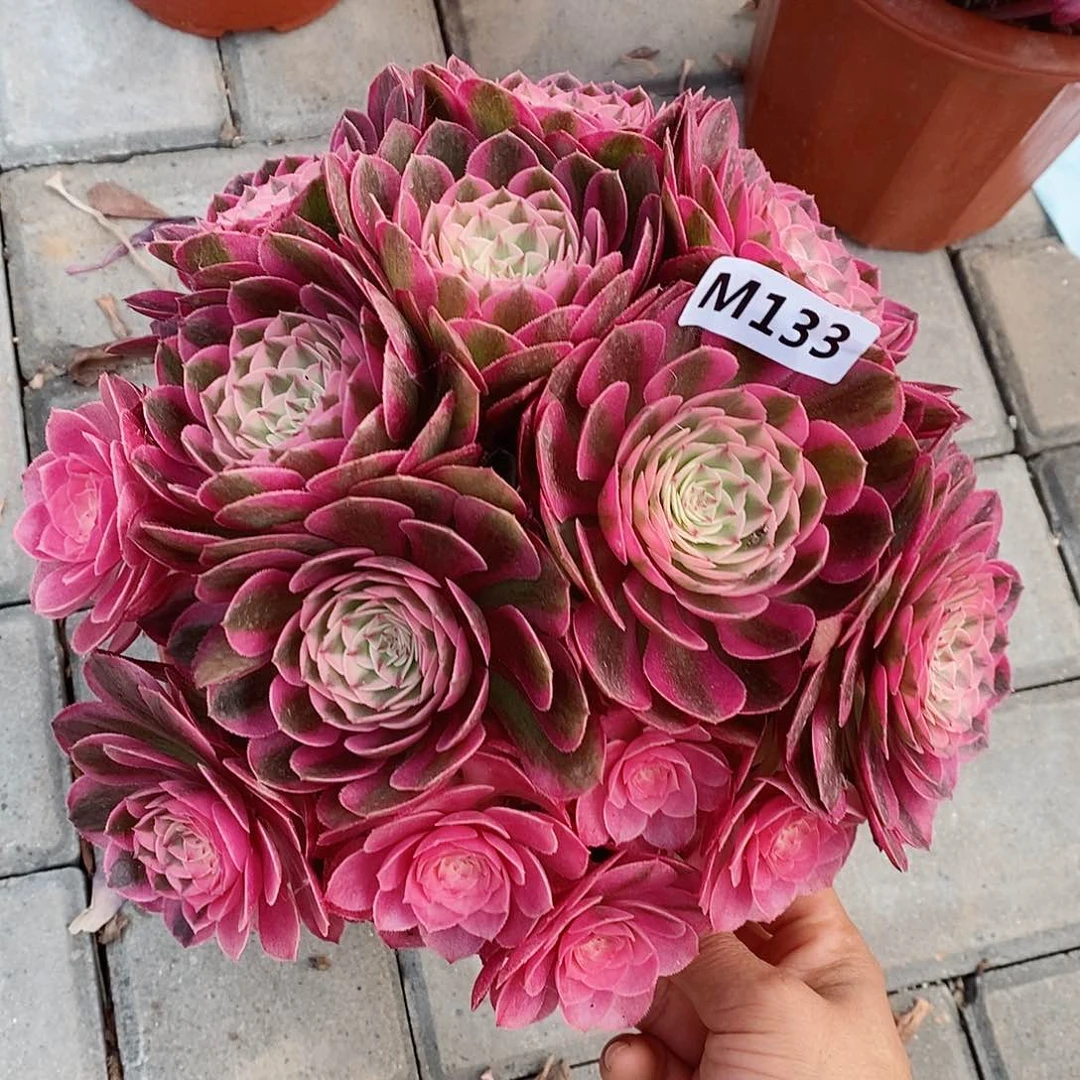 133荔枝冠20左右55555555