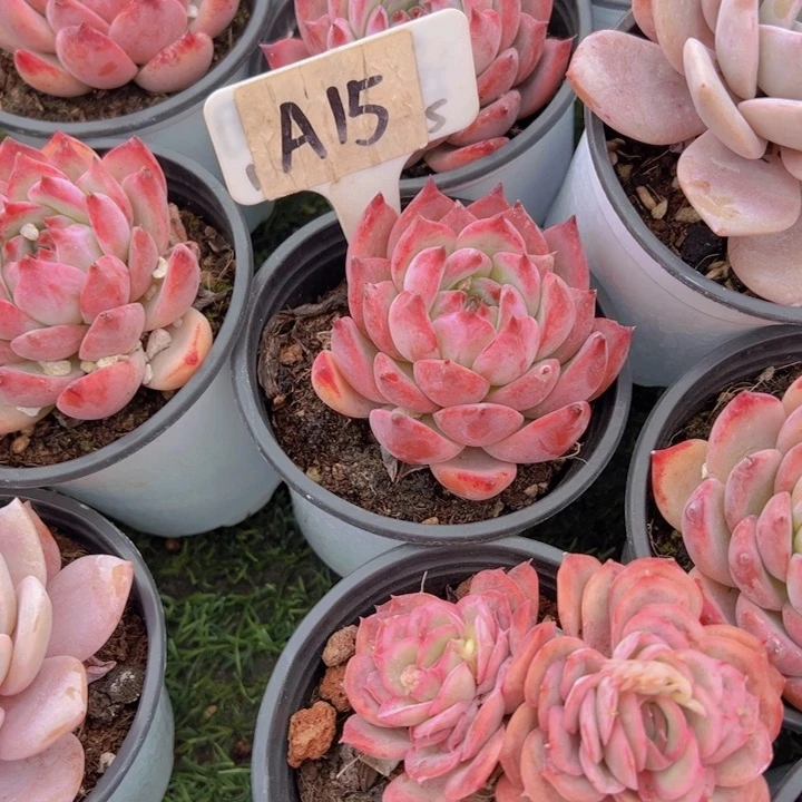 健健康康平平安安多肉