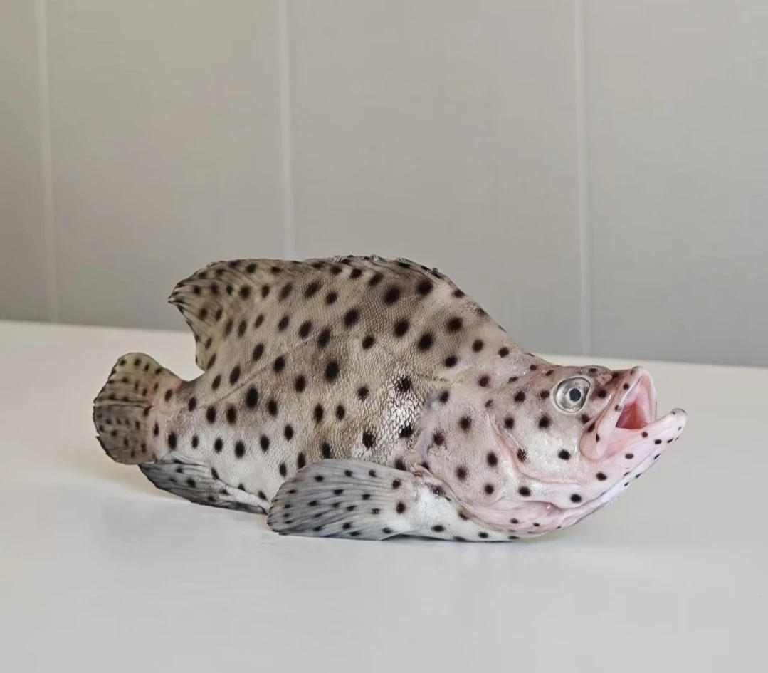 老鼠斑  厦门发货 顺丰新鲜到家