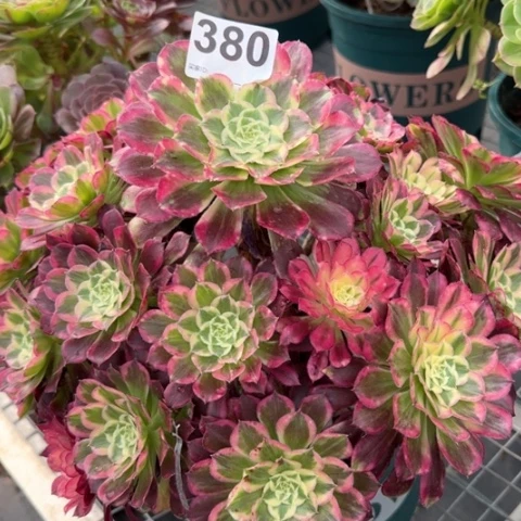 380天合朵朵30厘米左右