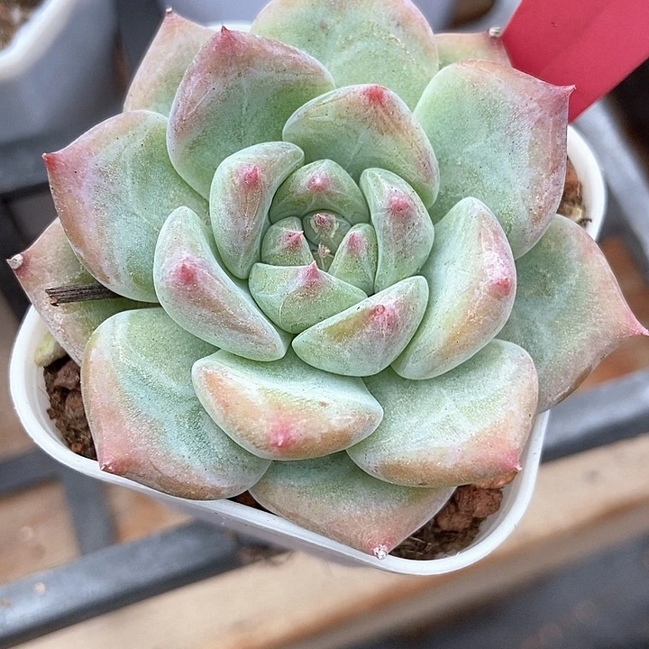 多肉植物白拉糖555多肉