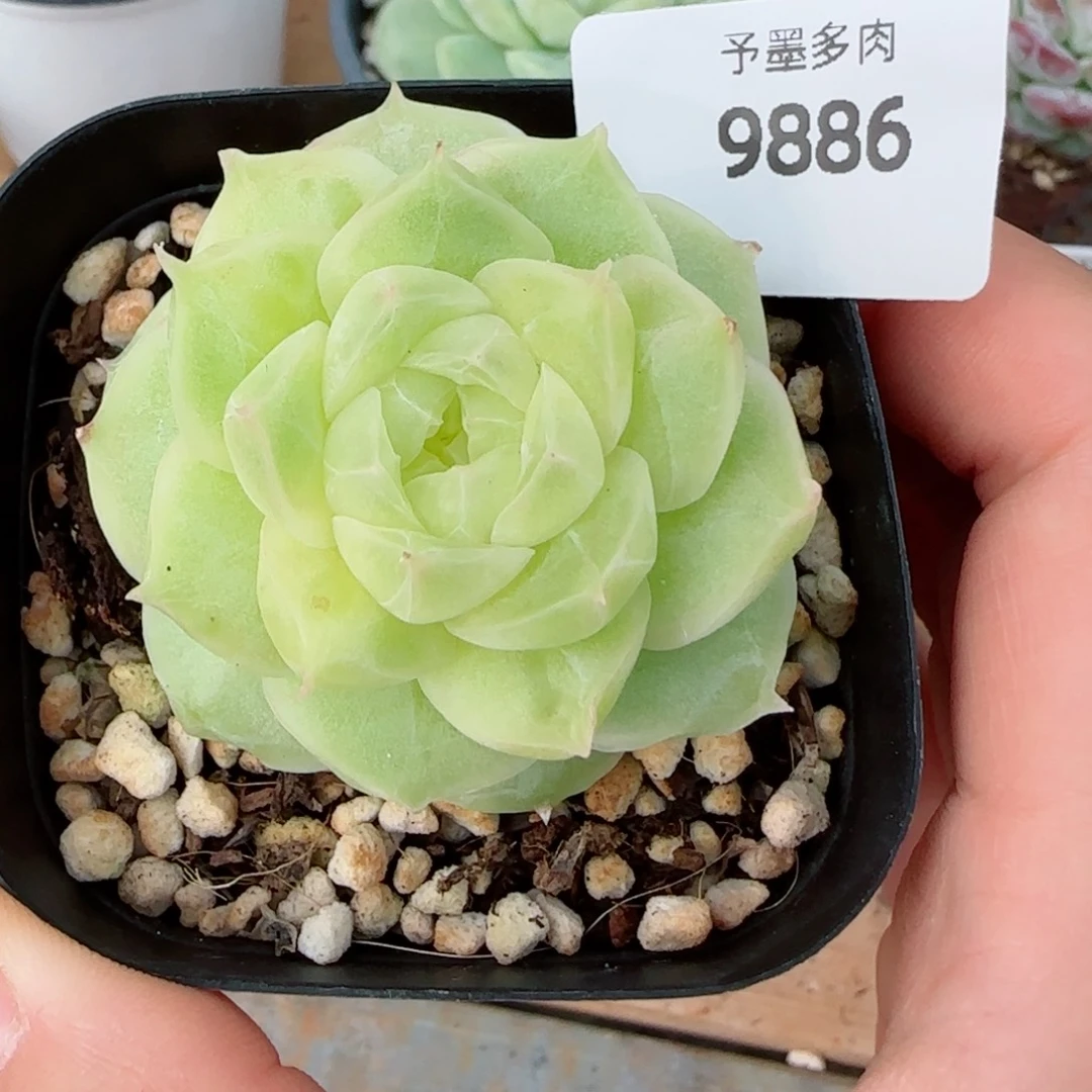 梨花白，9886多肉植物
