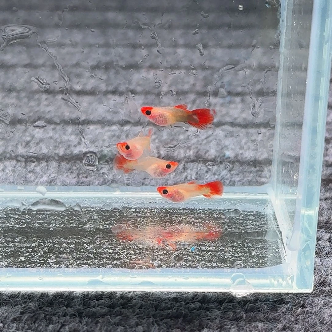 孔雀鱼两对红头玻璃猫短体