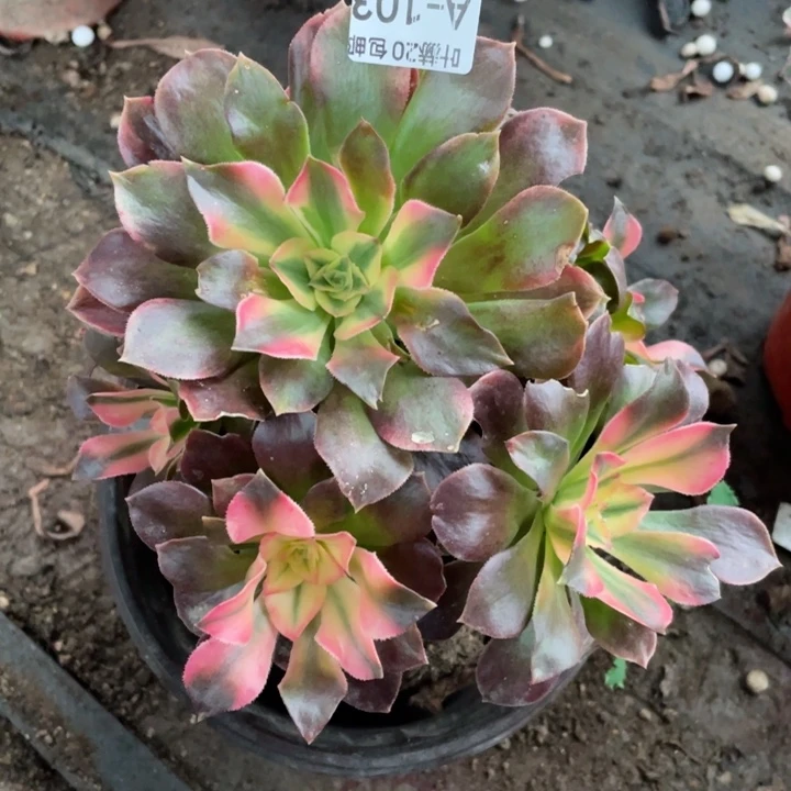 103香妃多肉123446789