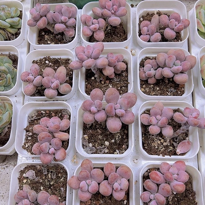 双头老桩桃蛋19包邮