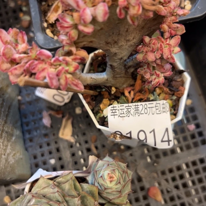 幸运的是你还没幸运