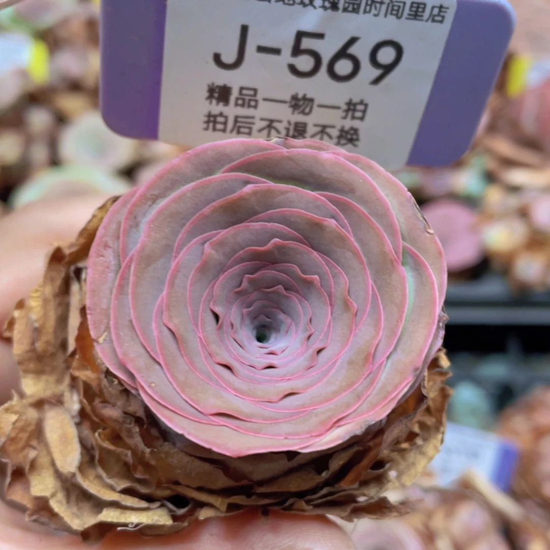 山地玫瑰J569裸根发货不售后