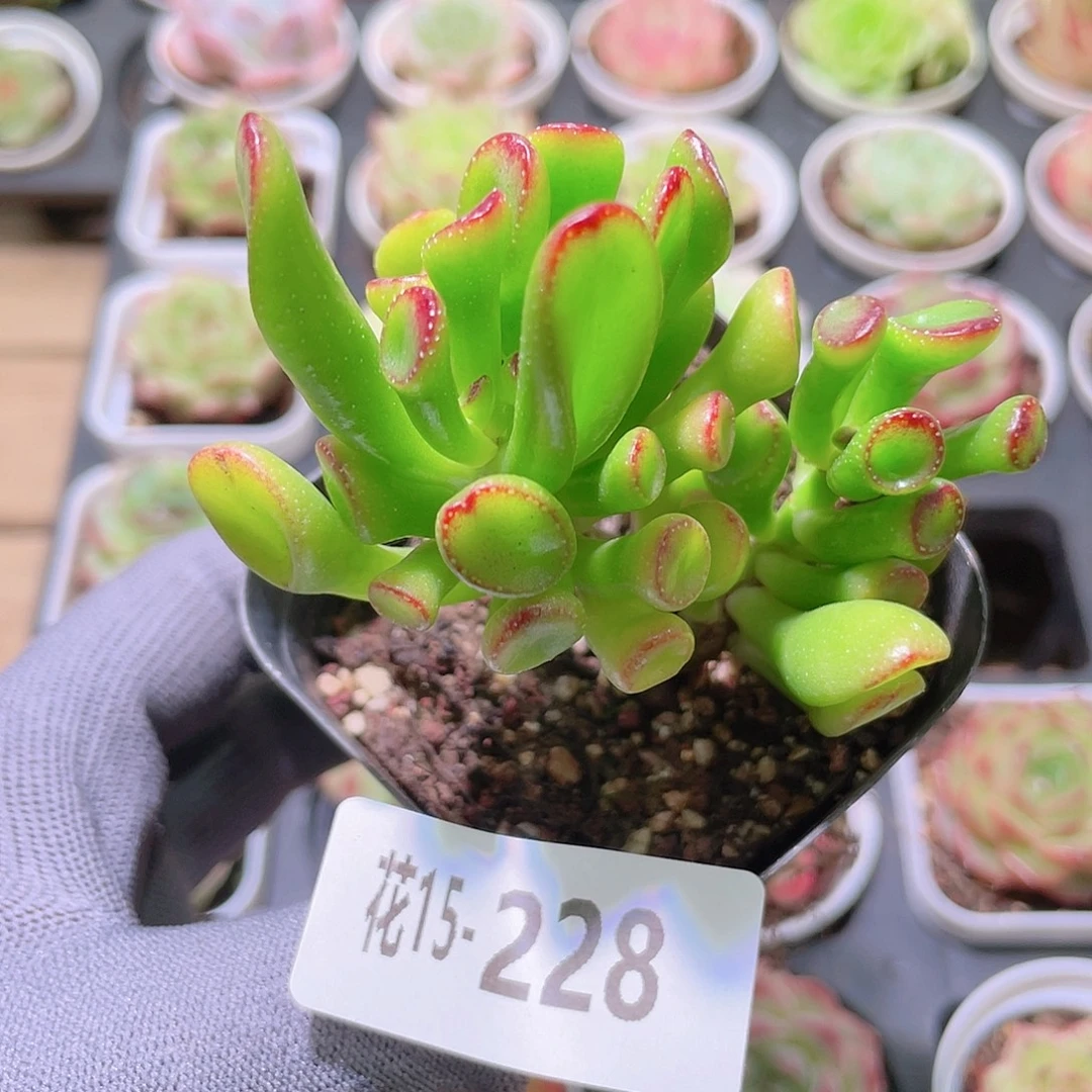 花利美15-228吸财树