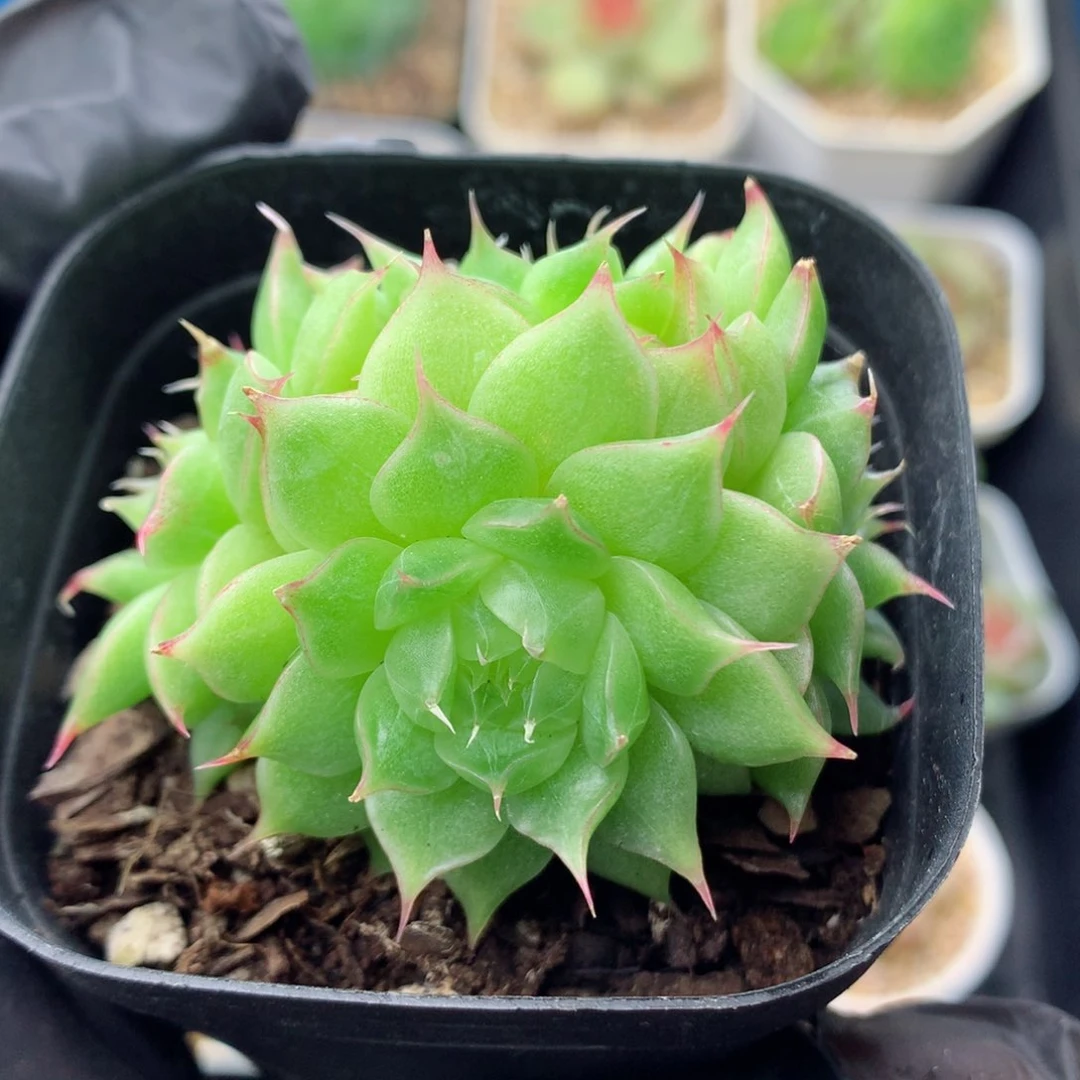 58包邮  群生不包整麦秆群18