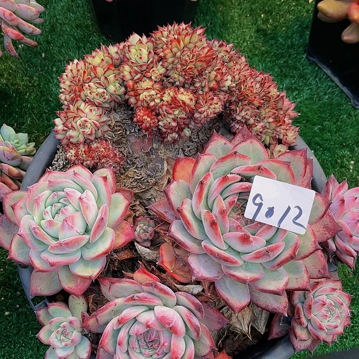 茶**雨红拉糖带缀9012