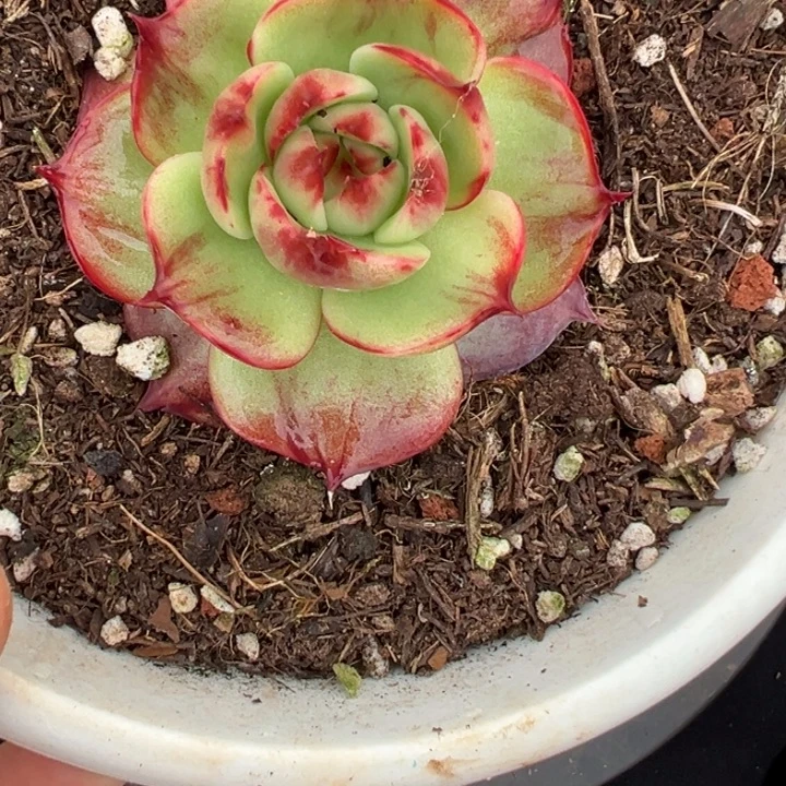 惊鸿仙子多肉植物