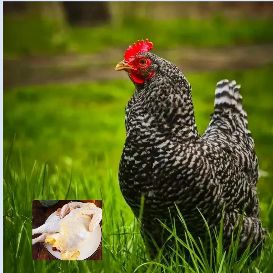 芦花母鸡  肉质鲜美 生鲜鸡  京东包邮