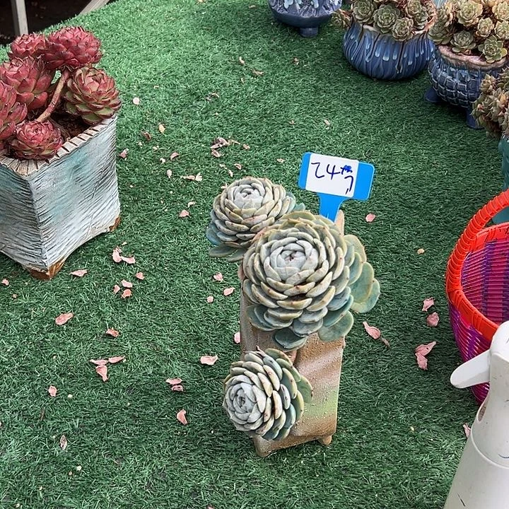 嘻***怪24劳林带盆一个带盆