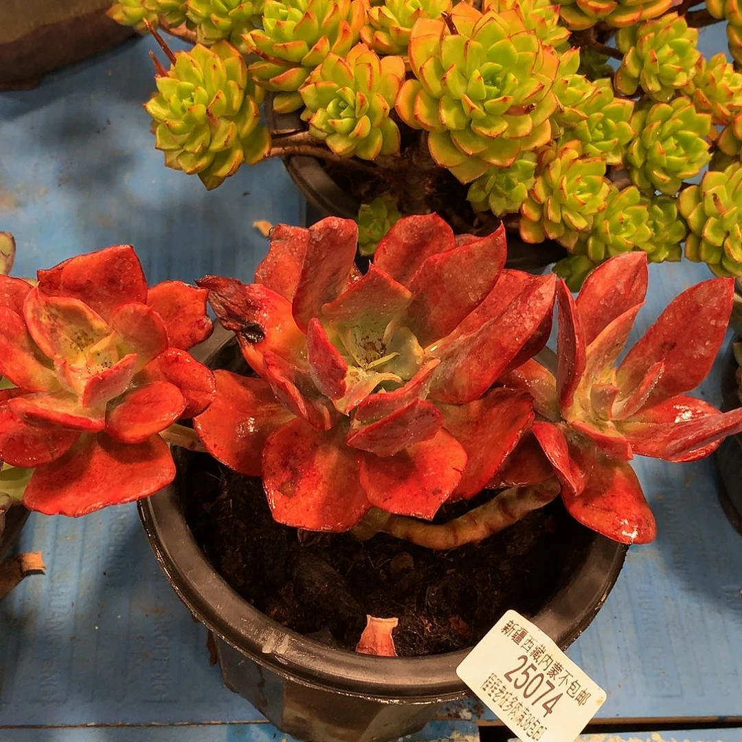 平**月钻石锦25074多肉多肉