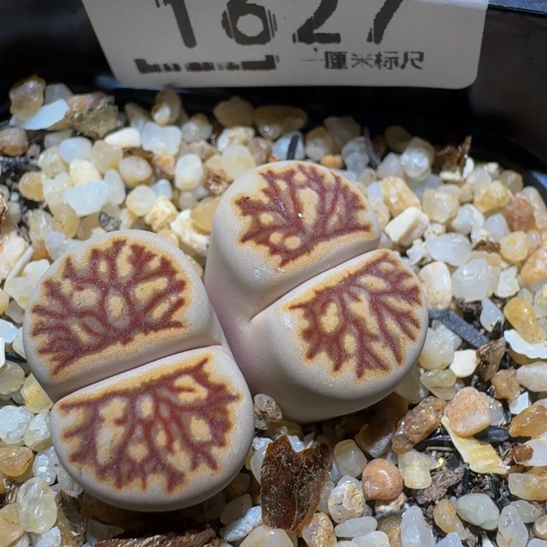 四***然Zzzzx生石花肉锥1627