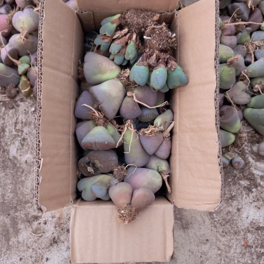 一箱母本888588888888