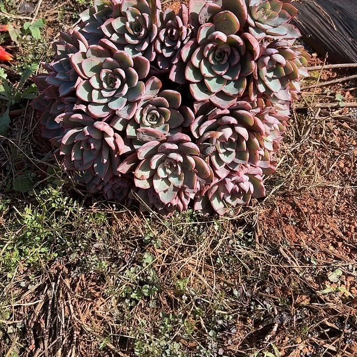 宠***殖赫拉多肉植物纤维