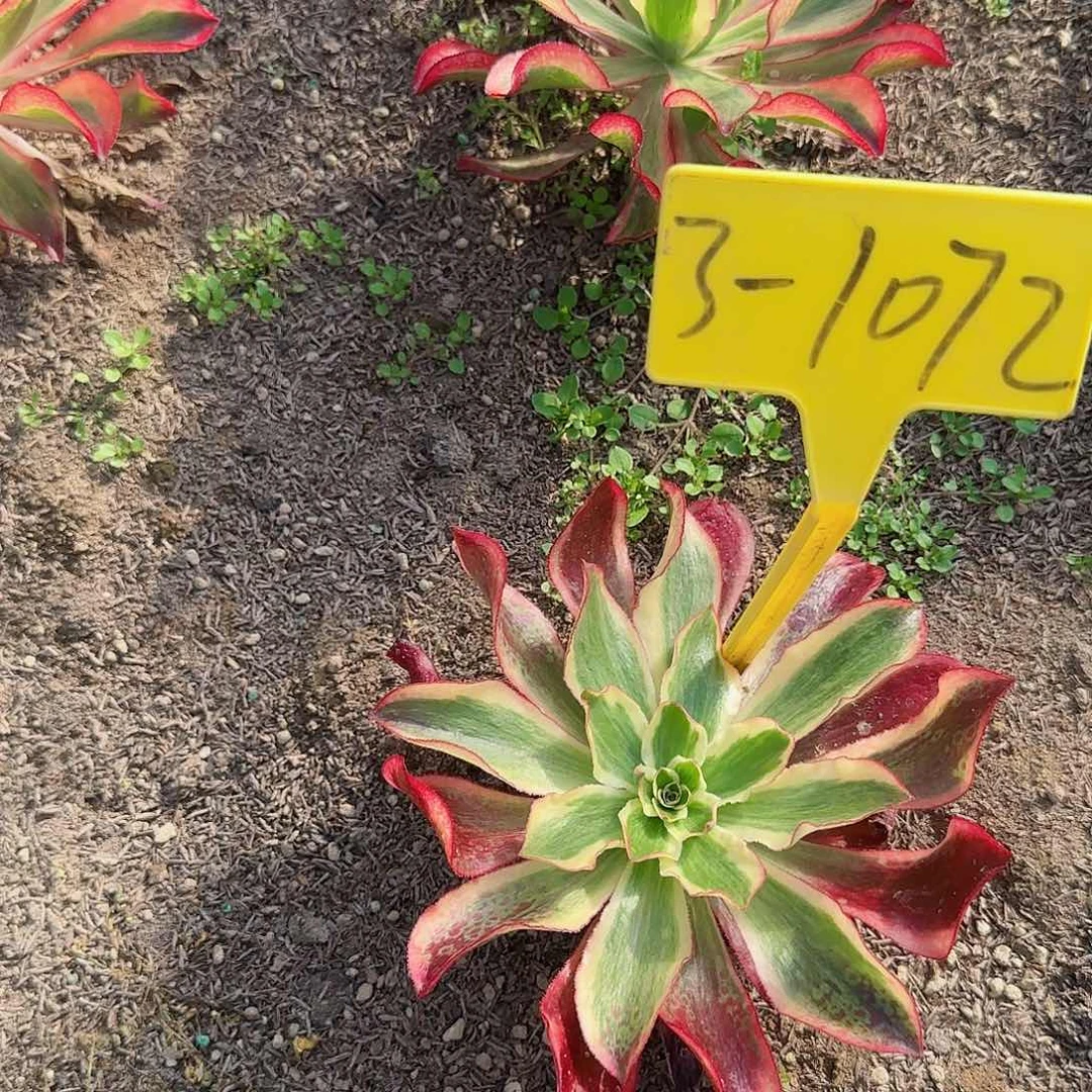 3-1072--+多头多肉植物