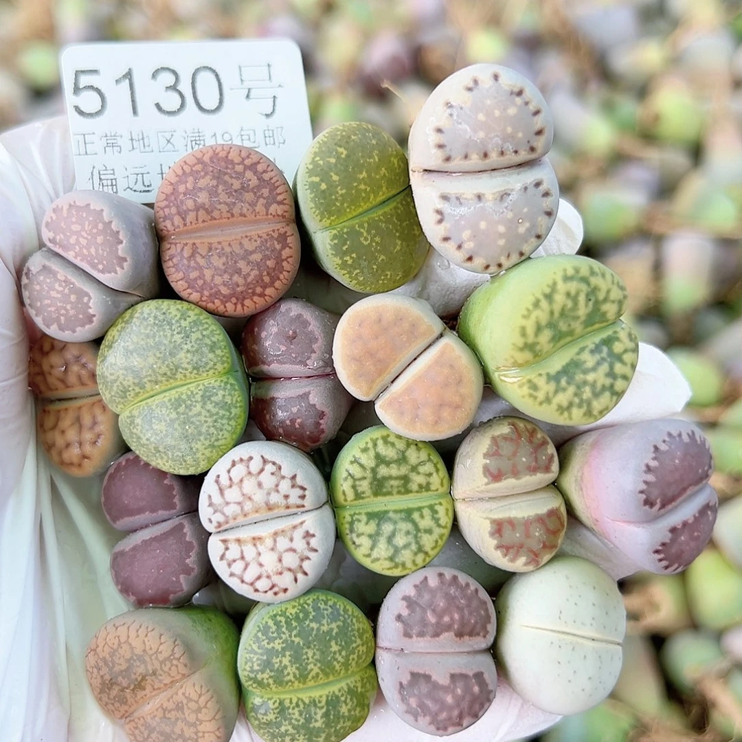 5130 好养易活生石花大母本18个