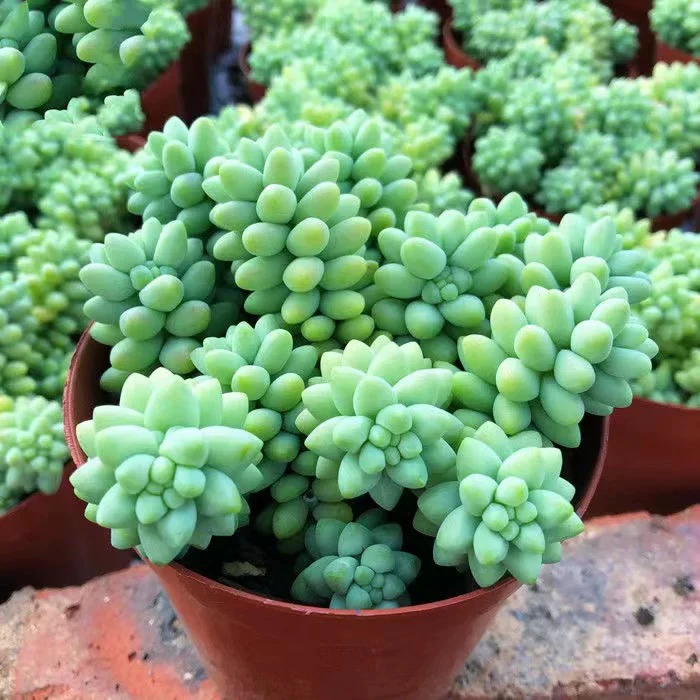 【满9.9包邮】玉缀大群9cm盆多肉植物以直播间展示为主