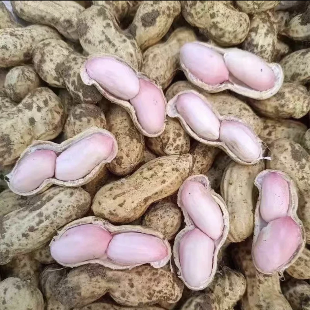 新鲜现挖带壳湿花生农家自种可水煮可生吃美味花生