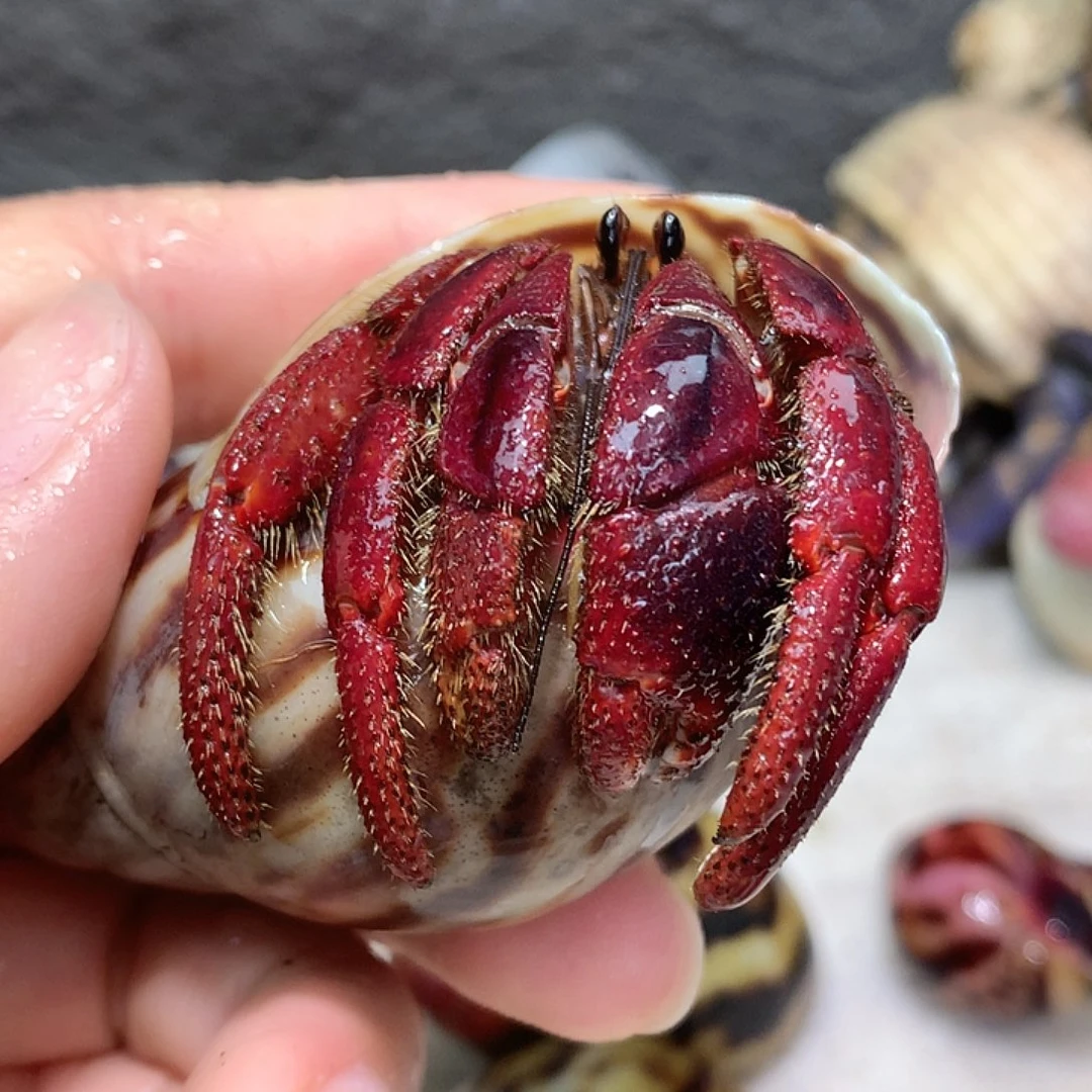 3.1口径奔跑的寄居蟹21号