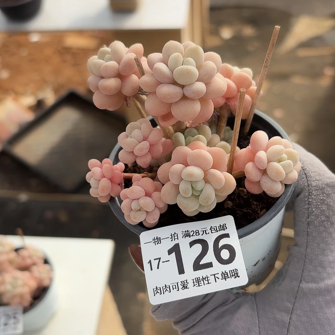 洛可可无盆土发货无盆