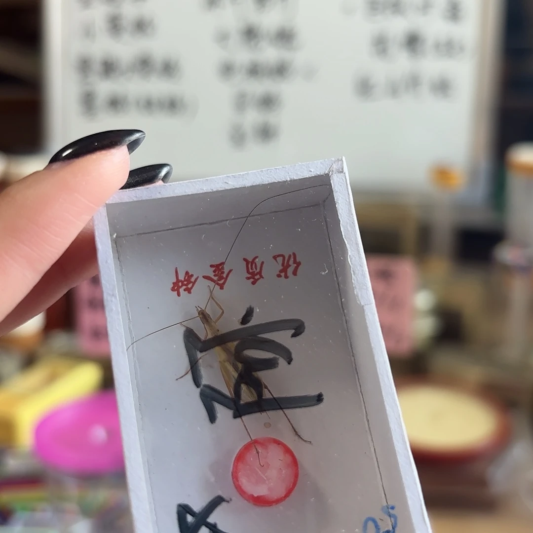 精品红山不包断须尾