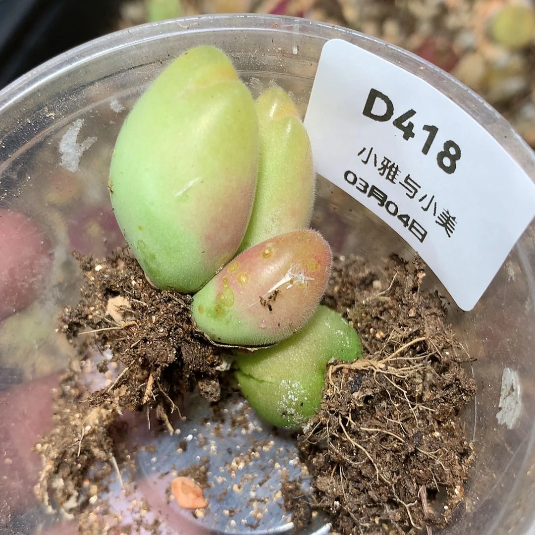J****?D418多肉植物保护