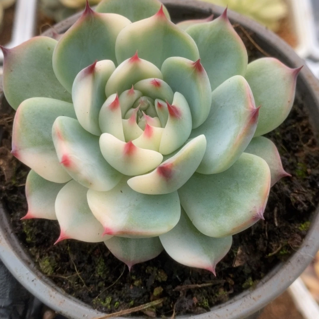 564锦锦锦锦锦锦锦锦