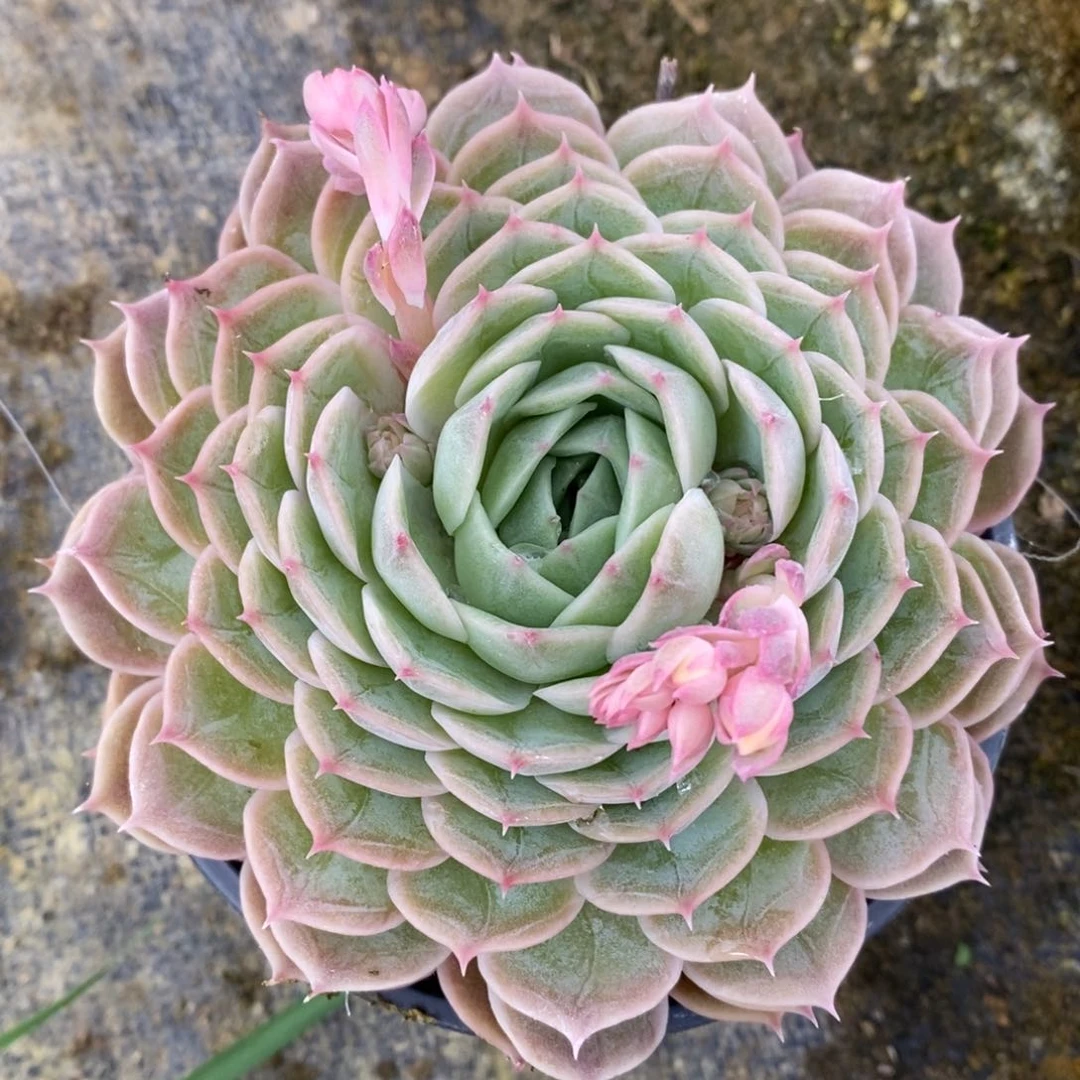 自助下单一物一拍多肉，下滑更多品种选择