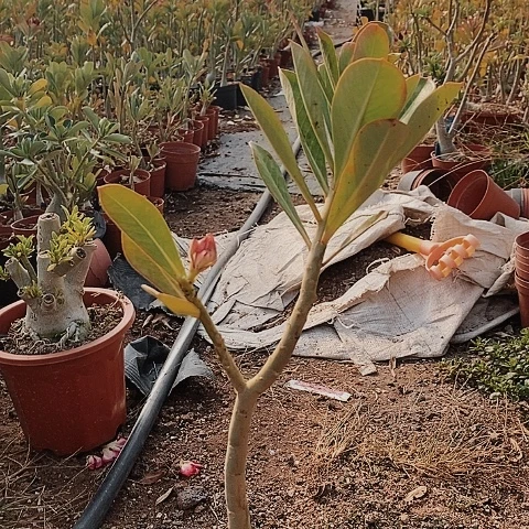 【闪购商品】?****?绿植