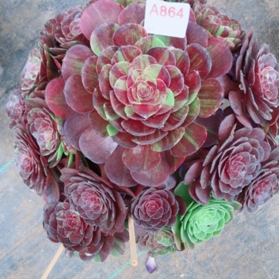 无花朵错****墨大花月夜864