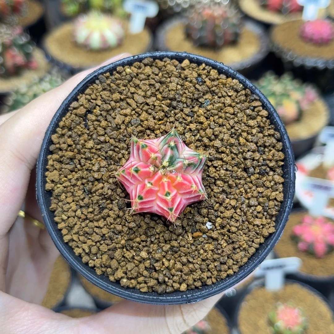 2.6cm名品侧 彩虹之梦