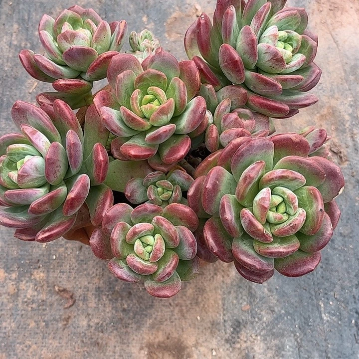 家***宝拉萨群生，一物一拍